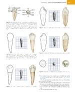 WHEELER’S DENTAL ANATOMY, PHYSIOLOGY, AND OCCLUSION 2020 - Image 8