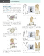 WHEELER’S DENTAL ANATOMY, PHYSIOLOGY, AND OCCLUSION 2020 - Image 9