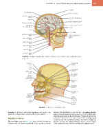 WHEELER’S DENTAL ANATOMY, PHYSIOLOGY, AND OCCLUSION 2020 - Image 3