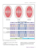 Clinical Cases in Endodontics 2018 - Image 9