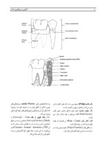 آناتومی و مورفولوژی دندان - Image 8