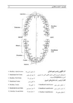 آناتومی و مورفولوژی دندان - Image 11
