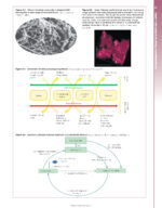 Periodontology at a Glance 2024 - Image 9