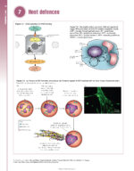 Periodontology at a Glance 2024 - Image 6