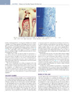 Ten Cate's Oral Histology Development, Structure, and Function 2025 (TENTH EDITION) - Image 9