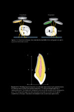 Pitt Ford’s Problem-Based Learning in Endodontology 2025 ( 2nd Edition) - Image 10