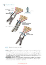 Principles of Dentoalveolar Extractions 2021 - Image 6