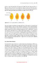Bone-Grafting Biomaterials: Autografts, Hydroxyapatite, Calcium-Phosphates, and Biocomposites 2024 - Image 4