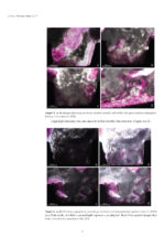 Scaffolds and Implants for Bone 2025 - Image 6