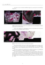 Scaffolds and Implants for Bone 2025 - Image 7