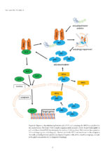 Oral Cancer Prophylaxis, Etiopathogenesis and Treatment 2025 - Image 5
