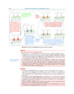 Textbook of Periodontology: for Undergraduate Students 2025 - Image 10