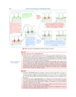 Textbook of Periodontology: for Undergraduate Students 2025 - Image 10