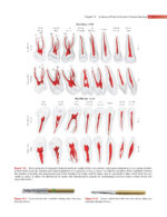GROSSMAN’S ENDODONTIC PRACTICE 2021 (14th Edition) - Image 3