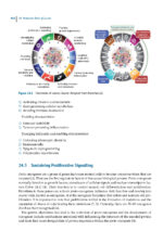 Pathological Basis of Oral and Maxillofacial Diseases 2025 - Image 6