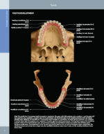 DIAGNOSTIC IMAGING: ORAL AND MAXILLOFACIAL - Koenig 2024 (THIRD EDITION) 2VOL - Image 6
