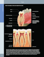 DIAGNOSTIC IMAGING: ORAL AND MAXILLOFACIAL - Koenig 2024 (THIRD EDITION) 2VOL - Image 7