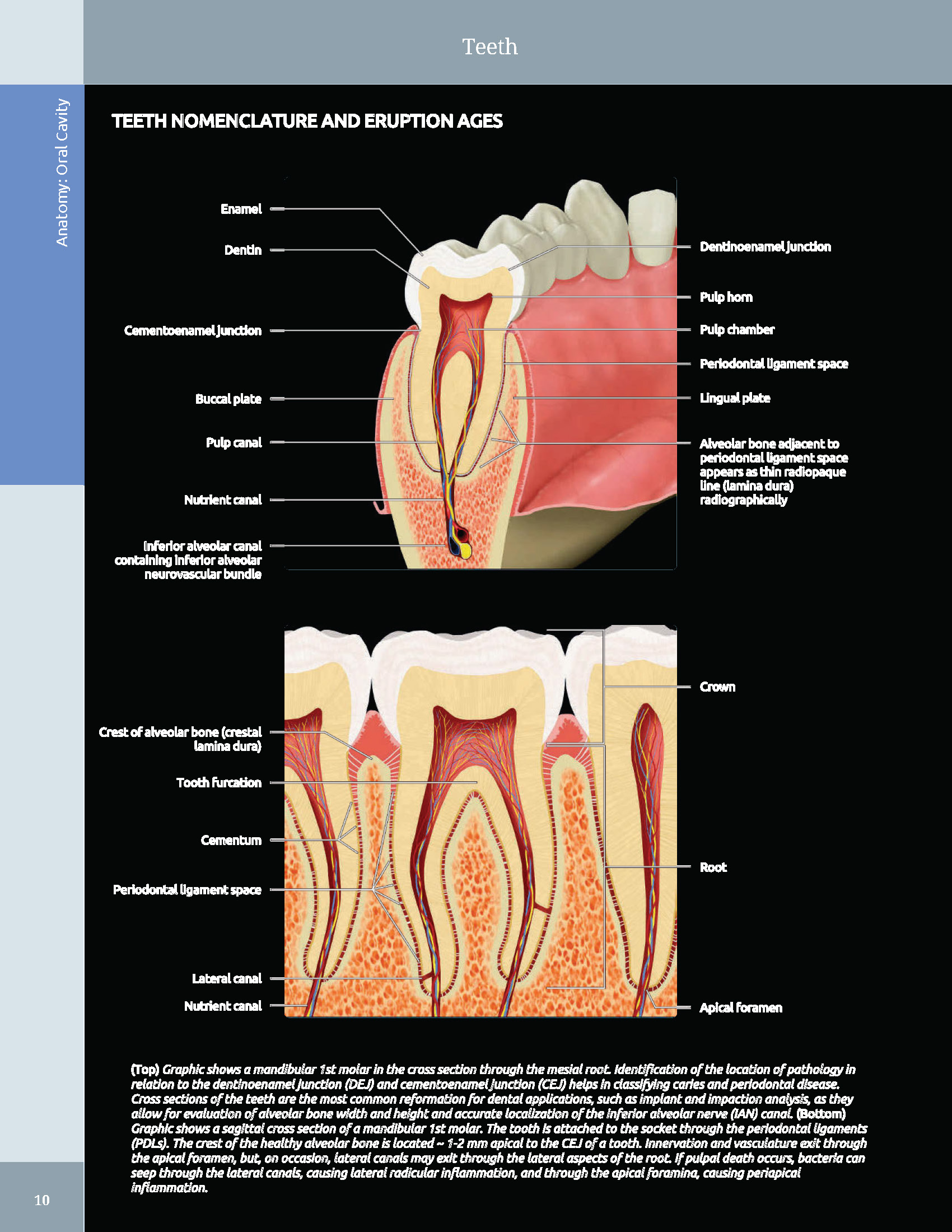 Pages from 48 Pages from Diagnostic_Imaging_Oral_and_Maxillofacial_Koenig_3e_2024_Original-2.pdf_Page_02 DIAGNOSTIC IMAGING: ORAL AND MAXILLOFACIAL - Koenig 2024 (THIRD EDITION) 2VOL - Image 7