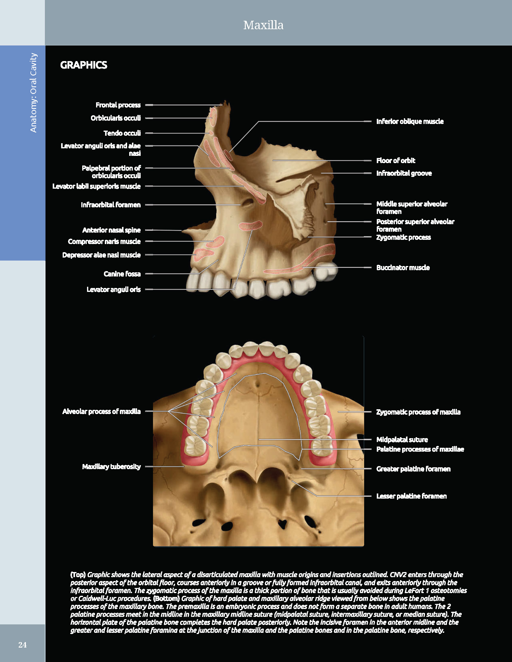 Pages from 48 Pages from Diagnostic_Imaging_Oral_and_Maxillofacial_Koenig_3e_2024_Original-2.pdf_Page_04 DIAGNOSTIC IMAGING: ORAL AND MAXILLOFACIAL - Koenig 2024 (THIRD EDITION) 2VOL - Image 9