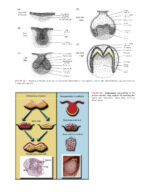 Principles of Tissue Engineering -5th Edition- 2020 (2 Vol) - Image 10