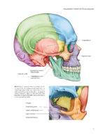 Zygoma Implants Step by Step 2023 - Image 8