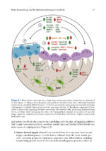 Bone Histology: A Biological Anthropological Perspective 2025 (2nd Edition) - Image 3