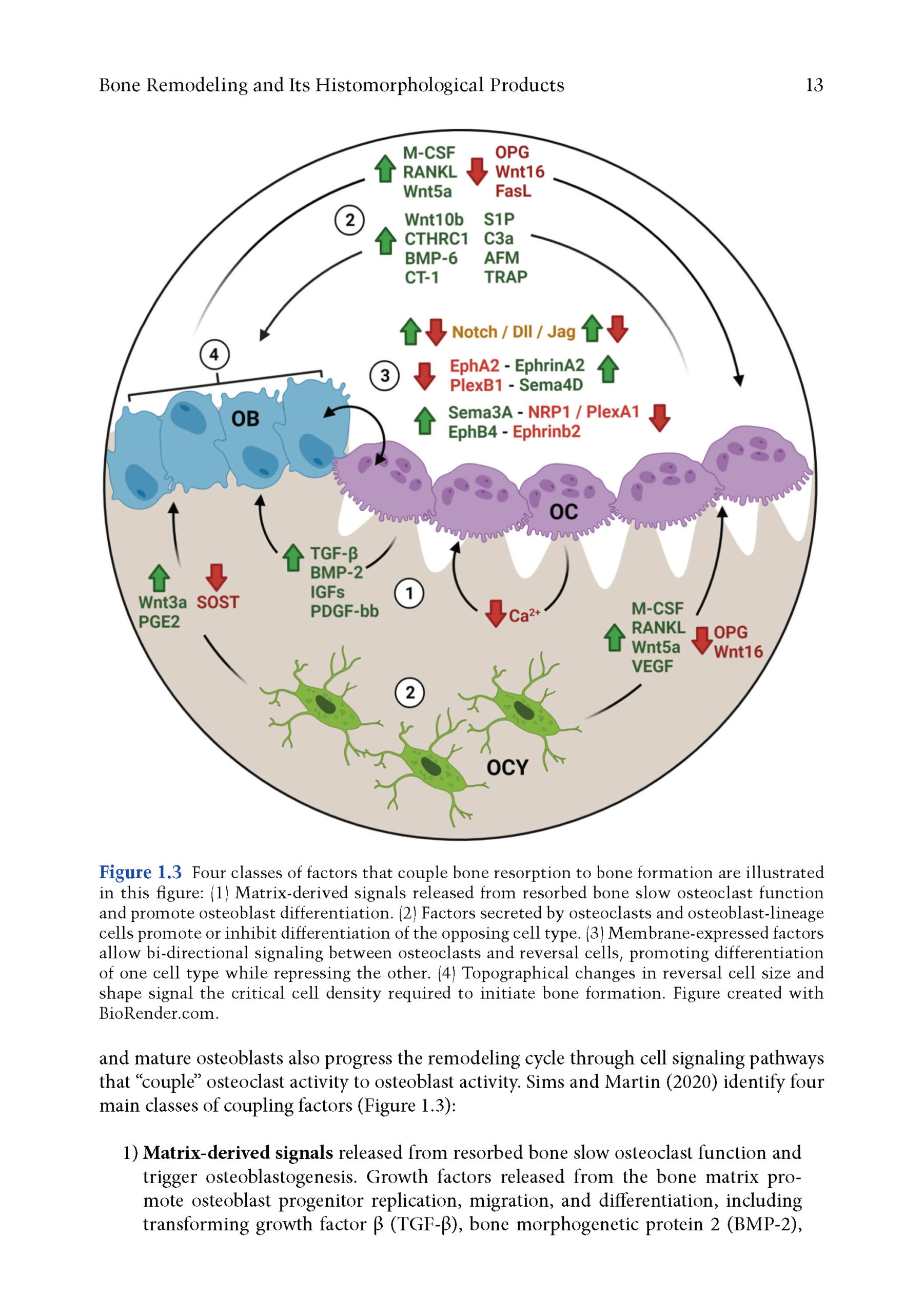 Bone Histology 2025_Page_1 Bone Histology: A Biological Anthropological Perspective 2025 (2nd Edition) - Image 3