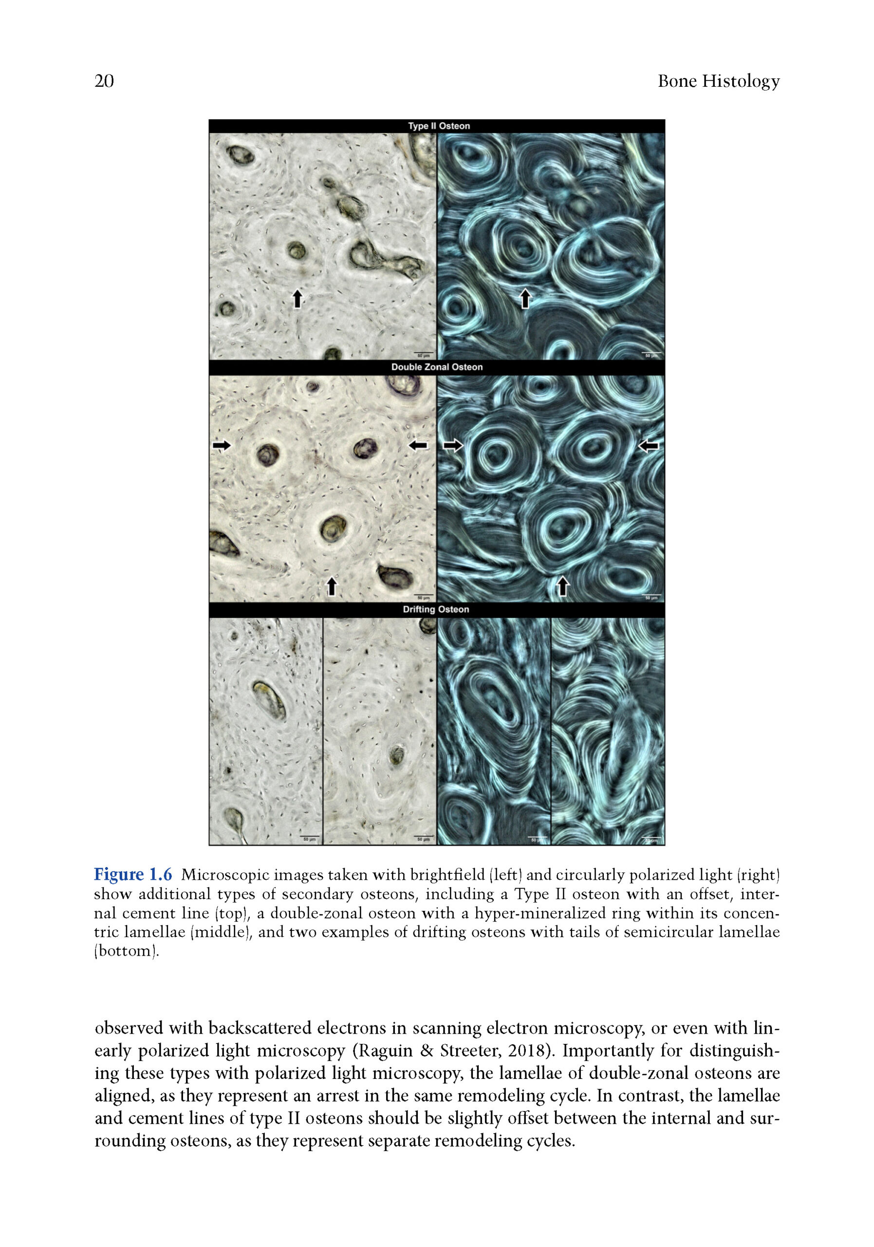 Bone Histology 2025_Page_2 Bone Histology: A Biological Anthropological Perspective 2025 (2nd Edition) - Image 4