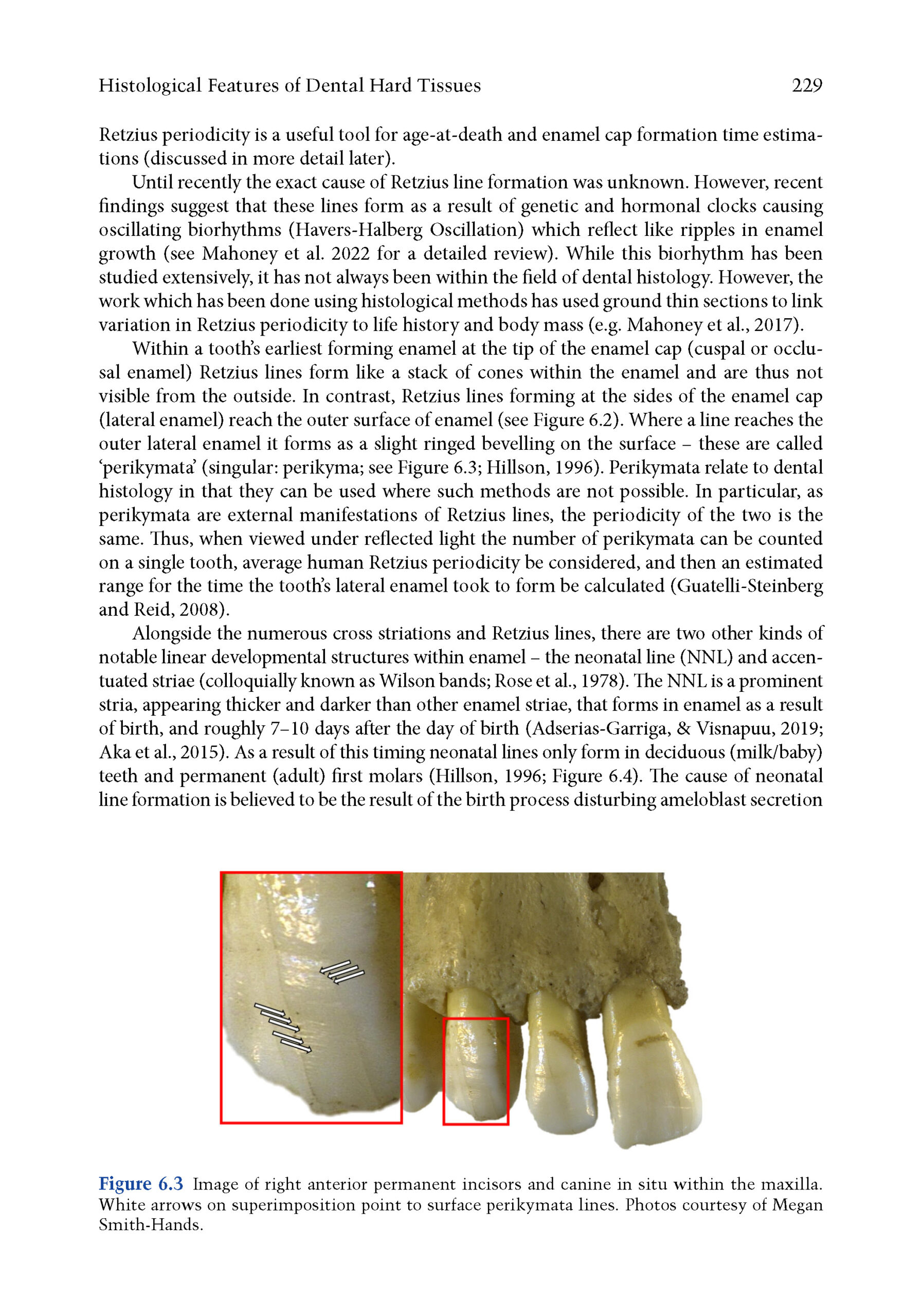 Bone Histology 2025_Page_5 Bone Histology: A Biological Anthropological Perspective 2025 (2nd Edition) - Image 7