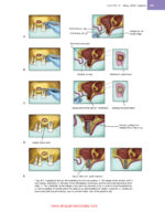CLINICAL REVIEW OF ORAL AND MAXILLOFACIAL SURGERY 2025 (3rd Edition) - Image 5
