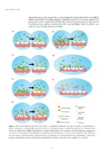 New Techniques Materials and Technologies in Dentistry 2024 - Image 14