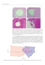 New Techniques Materials and Technologies in Dentistry 2024 - Image 15