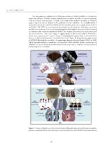 Dental Biomaterials From Fundamental Principles to Clinical Applications 2024 - Image 6