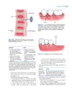 Local Anesthesia in Dentistry 2024 - Image 13
