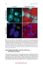 Oral Biofilms in Health and Disease  2025 - Image 5