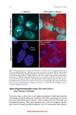 Oral Biofilms in Health and Disease  2025 - Image 5