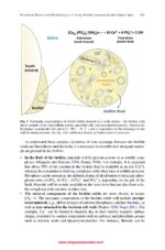 Oral Biofilms in Health and Disease  2025 - Image 3
