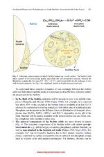 Oral Biofilms in Health and Disease  2025 - Image 3