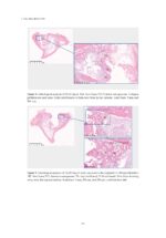 Osseointegrated Oral implants 2020 - Image 6