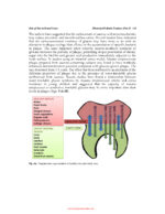 Illustrated Pediatric Dentistry (Part 1) 2022 - Image 6
