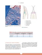 Periodontics The Complete Summary 2021 - Image 2