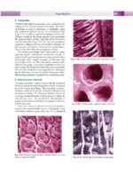 Textbook of Conservative & Restorative Dentistry 2020 - Image 4