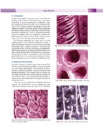 Textbook of Conservative & Restorative Dentistry 2020 - Image 4