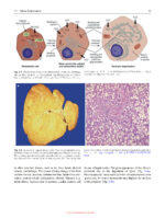 Textbook of General Pathology for Dental Students 2023 - Image 7