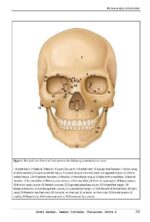 A Comprehensive Manual of Basic CephalometricAnalysis 2025 - Image 8