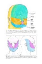 Dental Implants and Bone Grafts 2020 - Image 2
