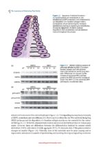 Vital Pulp Treatment  2024 - Image 3