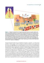 Vital Pulp Treatment  2024 - Image 7